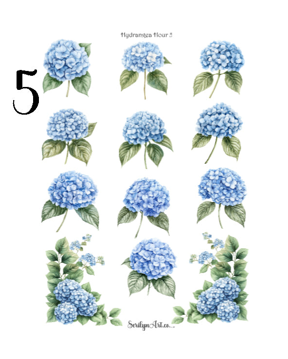 Hydrangea Hour Collection
